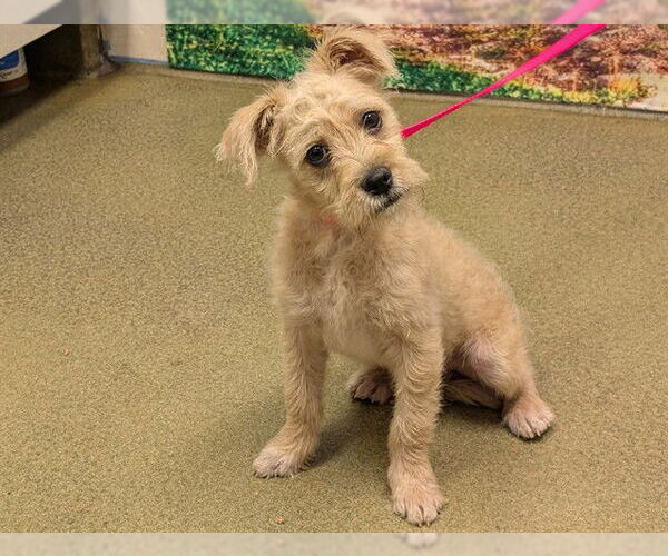 Medium Photo #1 Mutt Puppy For Sale in Moreno Valley, CA, USA