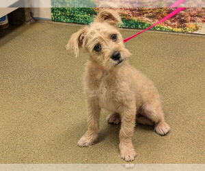 Mutt Dogs for adoption in Moreno Valley, CA, USA