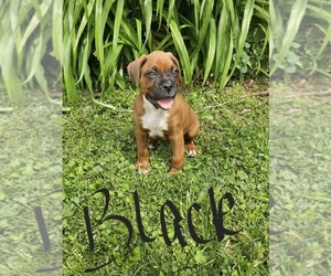 Boxer Puppy for sale in WAYNE CITY, IL, USA