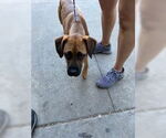 Small Bloodhound Mix