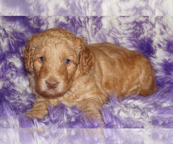Medium Photo #2 Labradoodle mix (+ Poodle Standard) Puppy For Sale in LA HABRA, CA, USA