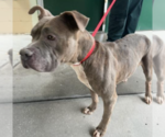 Small #3 American Pit Bull Terrier