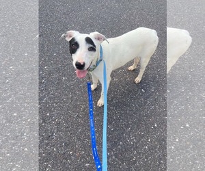 Shadow - Female Mutt Dog for Adoption - Photo #3