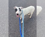 Small #2 Mutt