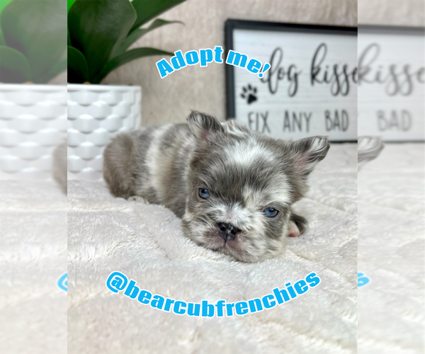 Medium Photo #2 French Bulldog Puppy For Sale in FRANKLIN, IN, USA