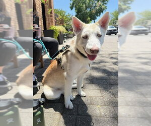 Siberian Husky Dogs for adoption in Fremont, CA, USA