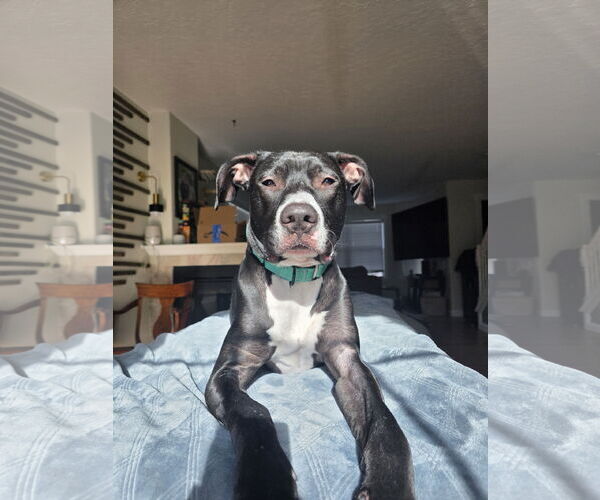 Medium Photo #18 Labrador Retriever-Unknown Mix Puppy For Sale in Princeton, MN, USA