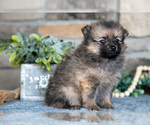 Small #2 Pomeranian