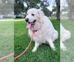 Small #15 Great Pyrenees
