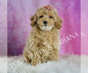 Poodle (Toy) Puppy for sale in WARSAW, IN, USA