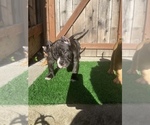 Small Photo #8 American Bully Puppy For Sale in OAKLAND, CA, USA
