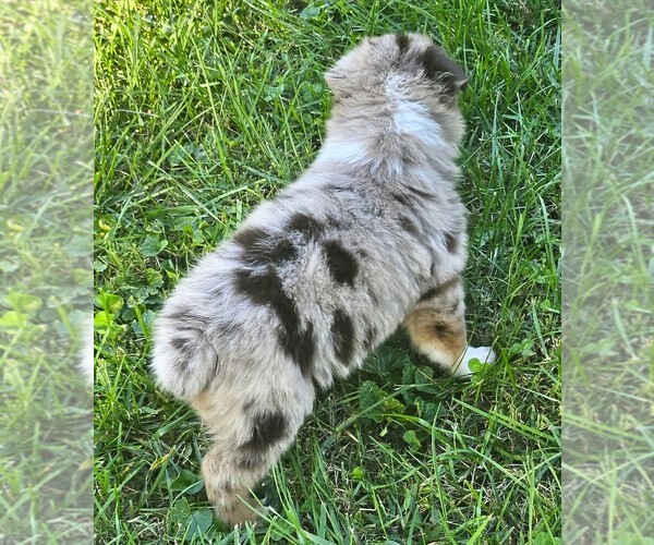 Medium Photo #9 Australian Shepherd Puppy For Sale in NELSON, VA, USA