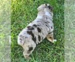 Theo - Male Australian Shepherd Puppy for Sale - Photo #9