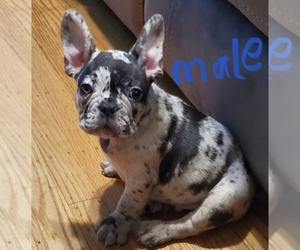 French Bulldog Puppy for sale in OAKDALE, CA, USA