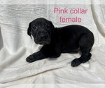 Small Photo #2 Great Dane Puppy For Sale in OKLAHOMA CITY, OK, USA