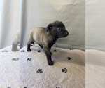 Small Photo #8 Belgian Malinois Puppy For Sale in LABADIE, MO, USA