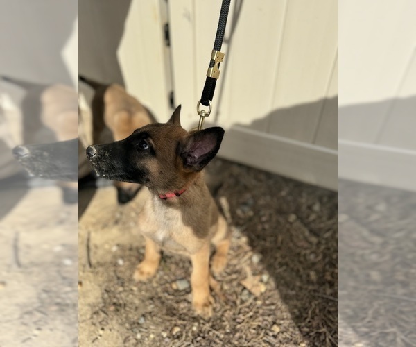 Medium Photo #29 German Malinois Puppy For Sale in GARLAND, NC, USA