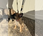 Small Photo #29 German Malinois Puppy For Sale in GARLAND, NC, USA
