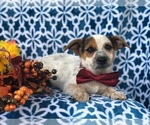 Small Photo #6 Australian Cattle Dog-Jack Russell Terrier Mix Puppy For Sale in LAKELAND, FL, USA