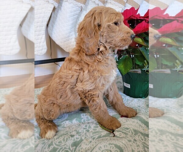 Medium Photo #3 Goldendoodle Puppy For Sale in RUTHERFORDTON, NC, USA