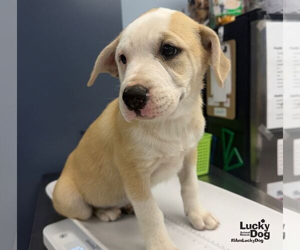 Medium Photo #2 Mutt Puppy For Sale in Washington, DC, USA