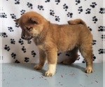 Small Photo #5 Shiba Inu Puppy For Sale in EDINA, MO, USA