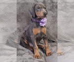 Small Photo #14 Doberman Pinscher Puppy For Sale in POMEROY, OH, USA