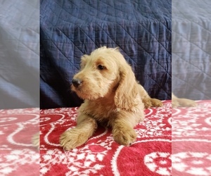 Labradoodle Puppy for sale in EDINA, MO, USA