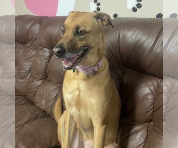 Medium Photo #13 Mutt Puppy For Sale in Fargo, ND, USA