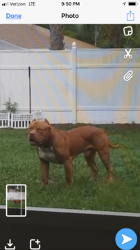 Medium Photo #1 American Pit Bull Terrier Puppy For Sale in OCALA, FL, USA