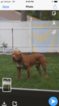 Small Photo #1 American Pit Bull Terrier Puppy For Sale in OCALA, FL, USA