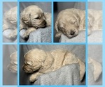 Small Photo #10 Goldendoodle Puppy For Sale in HOWARD CITY, MI, USA