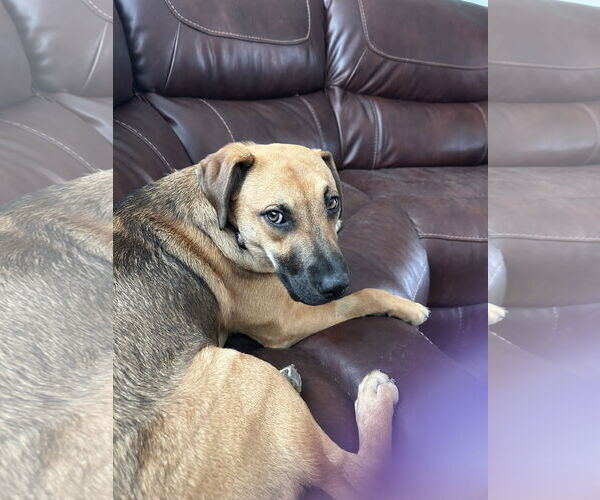 Medium Photo #3 Mutt Puppy For Sale in Plainfield, IL, USA