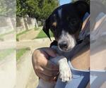 HOUSTON - Male Chihuahua Dog for Adoption - Small photo