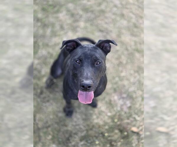 Medium Photo #1 Labrador Retriever-Unknown Mix Puppy For Sale in Temple, TX, USA