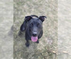 Labrador Retriever-Unknown Mix Dogs for adoption in Temple, TX, USA
