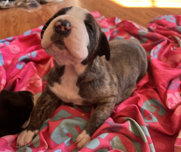 Medium Photo #2 Great Dane Puppy For Sale in MAYSVILLE, KY, USA