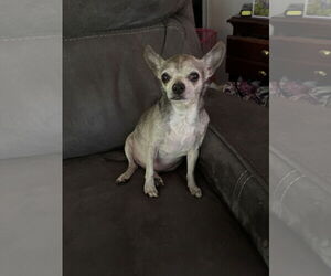 Chihuahua Dogs for adoption in Middlesex, NC, USA