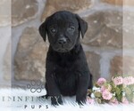 Small #2 Labrador Retriever