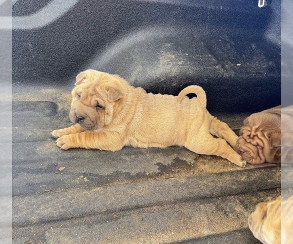 Medium Photo #1 Chinese Shar-Pei Puppy For Sale in CARTERSVILLE, GA, USA