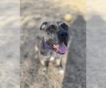 Small American Pit Bull Terrier-Bulldog Mix