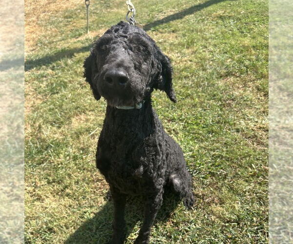 Medium Photo #6 Mutt Puppy For Sale in Shermans Dale, PA, USA