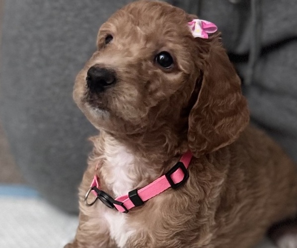 Medium Photo #7 Goldendoodle Puppy For Sale in TRACY, CA, USA