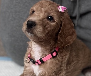 Medium Goldendoodle