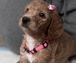 Puppy Puppy 6 Goldendoodle