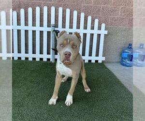 American Pit Bull Terrier Dogs for adoption in Modesto, CA, USA