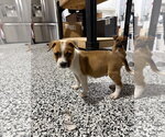 Small #1 Catahoula Leopard Dog Mix