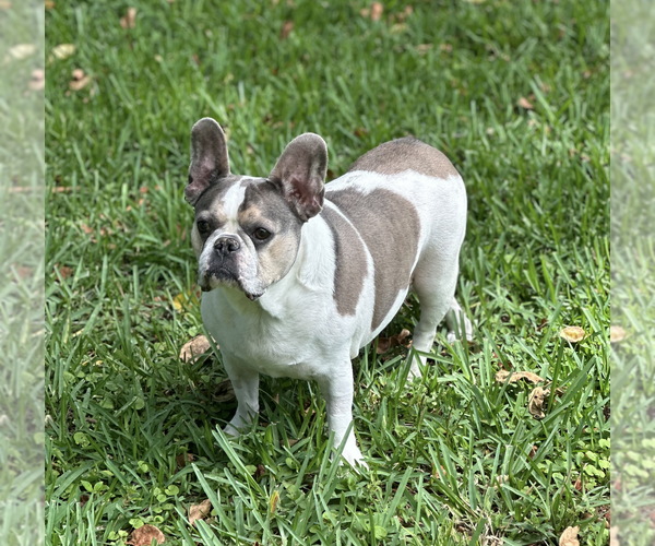 Medium Photo #5 French Bulldog Puppy For Sale in Weston, FL, USA