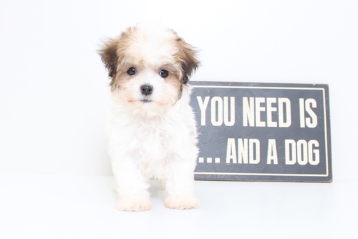 Medium Photo #1 Havanese Puppy For Sale in NAPLES, FL, USA