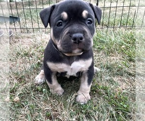American Bully Puppy for sale in QUEENS VILLAGE, NY, USA